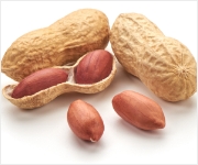 groundnut